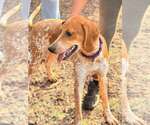 Small #2 Mutt