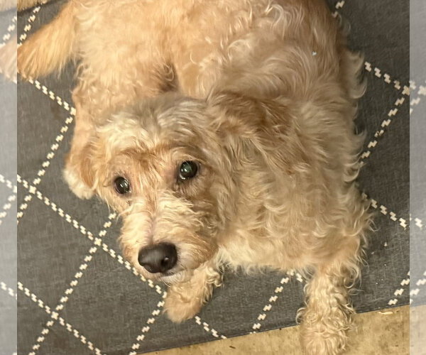 Medium Photo #7 Doxiepoo (Standard) Puppy For Sale in Oakhurst, NJ, USA