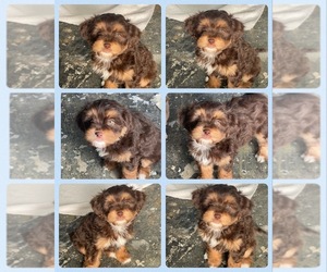 Maltipoo Puppy for sale in PALMDALE, CA, USA