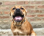 Small #3 Bull-Boxer