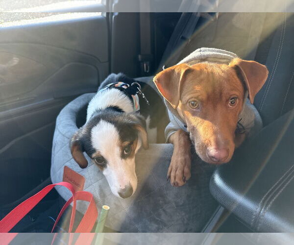 Medium Photo #7 Australian Shepherd-Beagle Mix Puppy For Sale in Wakefield, RI, USA