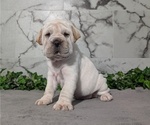 Small #8 Cocker-Pei