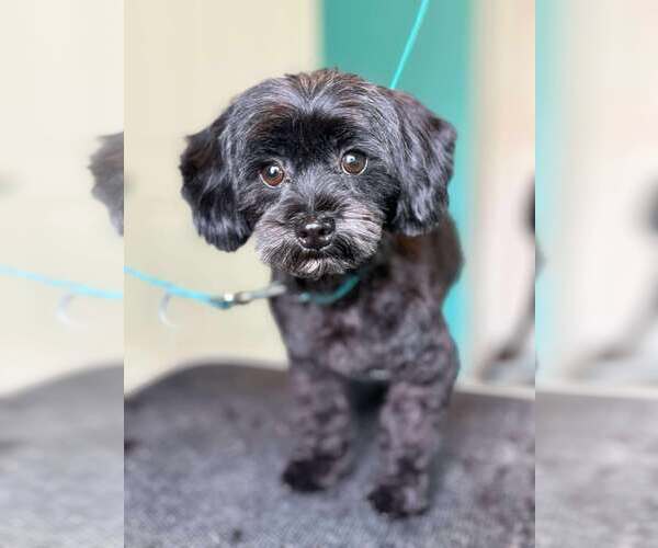 Medium Photo #9 Maltese-Poodle (Toy) Mix Puppy For Sale in Gretna, NE, USA