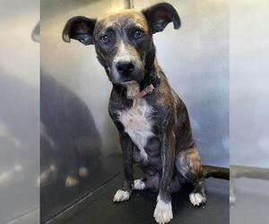 Mutt Dogs for adoption in San Antonio, TX, USA