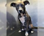 Small Mutt