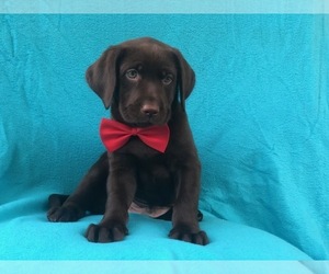 Labrador Retriever Puppy for sale in LAKELAND, FL, USA