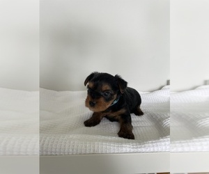 Yorkshire Terrier Puppy for Sale in TACOMA, Washington USA