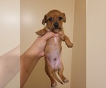 Puppy Nutmeg Chiweenie