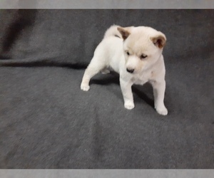 Shiba Inu Puppy for sale in CAMERON, MO, USA