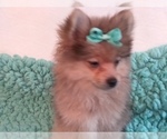 Small Photo #2 Pomeranian Puppy For Sale in LAUREL, MS, USA
