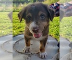 Small Photo #1 Australian Shepherd Puppy For Sale in SALLISAW, OK, USA