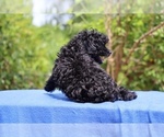 Small #4 Poodle (Toy)