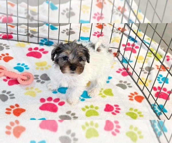 Medium Photo #7 Havapoo Puppy For Sale in ORO VALLEY, AZ, USA