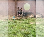 Small Photo #1 German Shepherd Dog Puppy For Sale in WAGENER, SC, USA