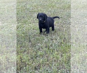 Labrador Retriever Puppy for sale in LAURENS, SC, USA