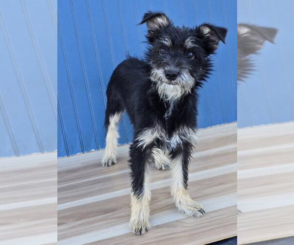 Medium Photo #2 Mutt Puppy For Sale in Lakewood, CO, USA