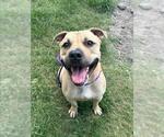 Small #1 American Pit Bull Terrier Mix