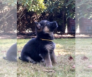German Shepherd Dog Puppy for sale in EDMONDS, WA, USA