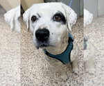 Small #2 Boxer-Pointer Mix
