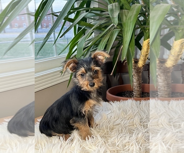 Medium Photo #7 Yorkshire Terrier Puppy For Sale in ELKTON, KY, USA