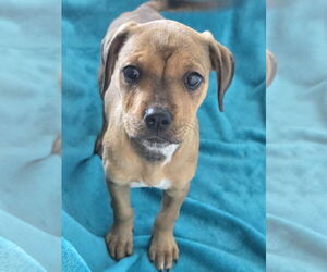 Boxer-Unknown Mix Dogs for adoption in Greenville, IL, USA