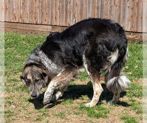 Great Pyrenees-Unknown Mix Dogs for adoption in Plano, TX, USA