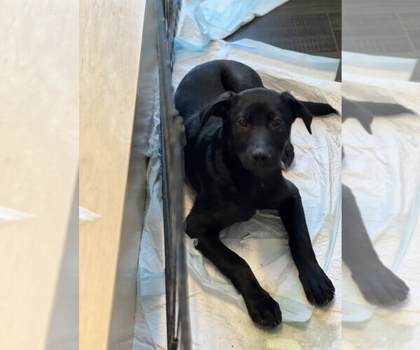 Medium Photo #19 Mutt Puppy For Sale in Dana Point, CA, USA