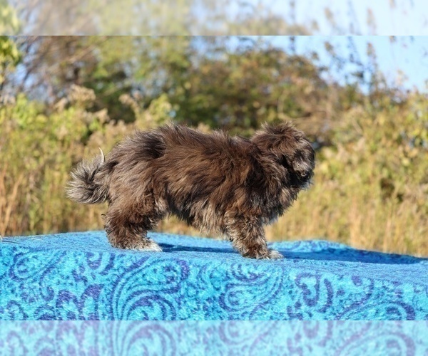 Medium Photo #16 ShihPoo Puppy For Sale in DYERSBURG, TN, USA