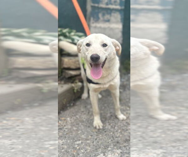 Medium Photo #5 Mutt Puppy For Sale in NYC, NY, USA