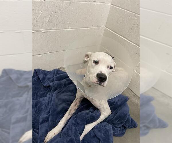 Medium Photo #1 Boxer-Staffordshire Bull Terrier Mix Puppy For Sale in Rosenberg, TX, USA