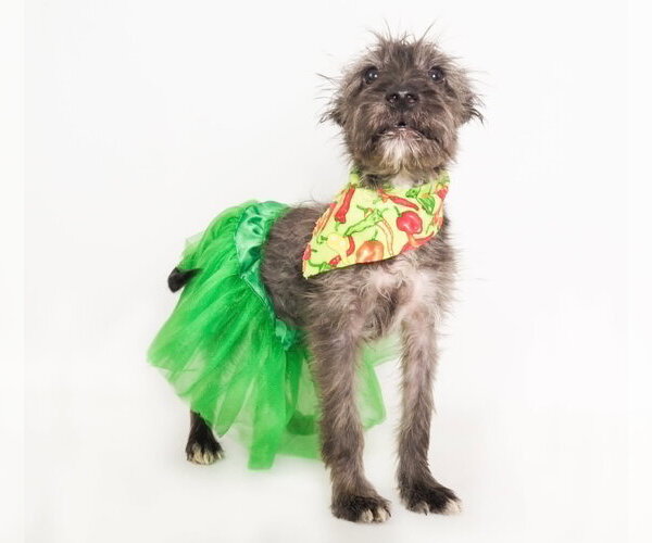 Medium Photo #1 Mutt Puppy For Sale in Phoenix, AZ, USA