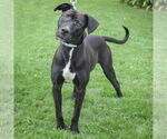 Small #7 American Staffordshire Terrier Mix