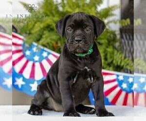 Cane Corso Puppy for sale in GAP, PA, USA