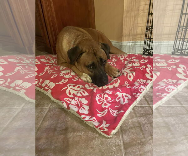 Medium Photo #2 Mutt Puppy For Sale in Cliffwood, NJ, USA