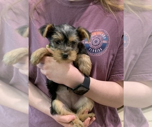 Yorkshire Terrier Puppy for sale in NORMAN, OK, USA
