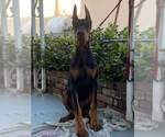 Small Photo #14 Doberman Pinscher Puppy For Sale in PALMDALE, CA, USA
