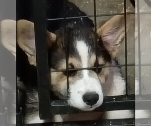 Pembroke Welsh Corgi Puppy for sale in OROVILLE, CA, USA