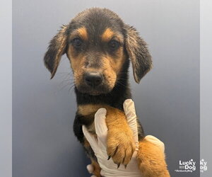 Rocket - Male Mutt Dog for Adoption - Photo #2