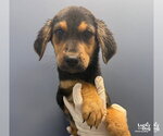 Small Photo #2 Mutt Puppy For Sale in Washington, DC, USA