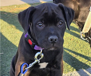 Medium American Pit Bull Terrier-Cane Corso Mix