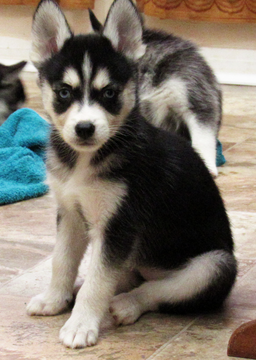 Medium Photo #3 Alaskan Klee Kai Puppy For Sale in SEBRING, FL, USA