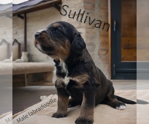 Labradoodle Puppy for sale in MILLVILLE, MN, USA