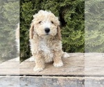 Small #3 Bichpoo