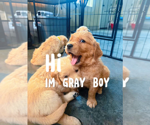 Golden Retriever Puppy for sale in BOZEMAN, MT, USA