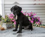Puppy Shadow Boxer