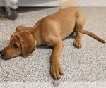 Small Photo #1 Black Mouth Cur-Unknown Mix Puppy For Sale in Houston, TX, USA