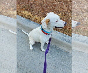 Atty - Female Labrador Retriever-Unknown Mix Dog for Adoption - Photo #3