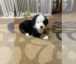 Bernese Mountain Dog Puppy for Sale in BAYARD, Nebraska USA