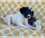 Small Photo #7 Jack Russell Terrier-Unknown Mix Puppy For Sale in LAKELAND, FL, USA