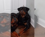 Small Photo #1 Rottweiler Puppy For Sale in HAMMOND, IN, USA